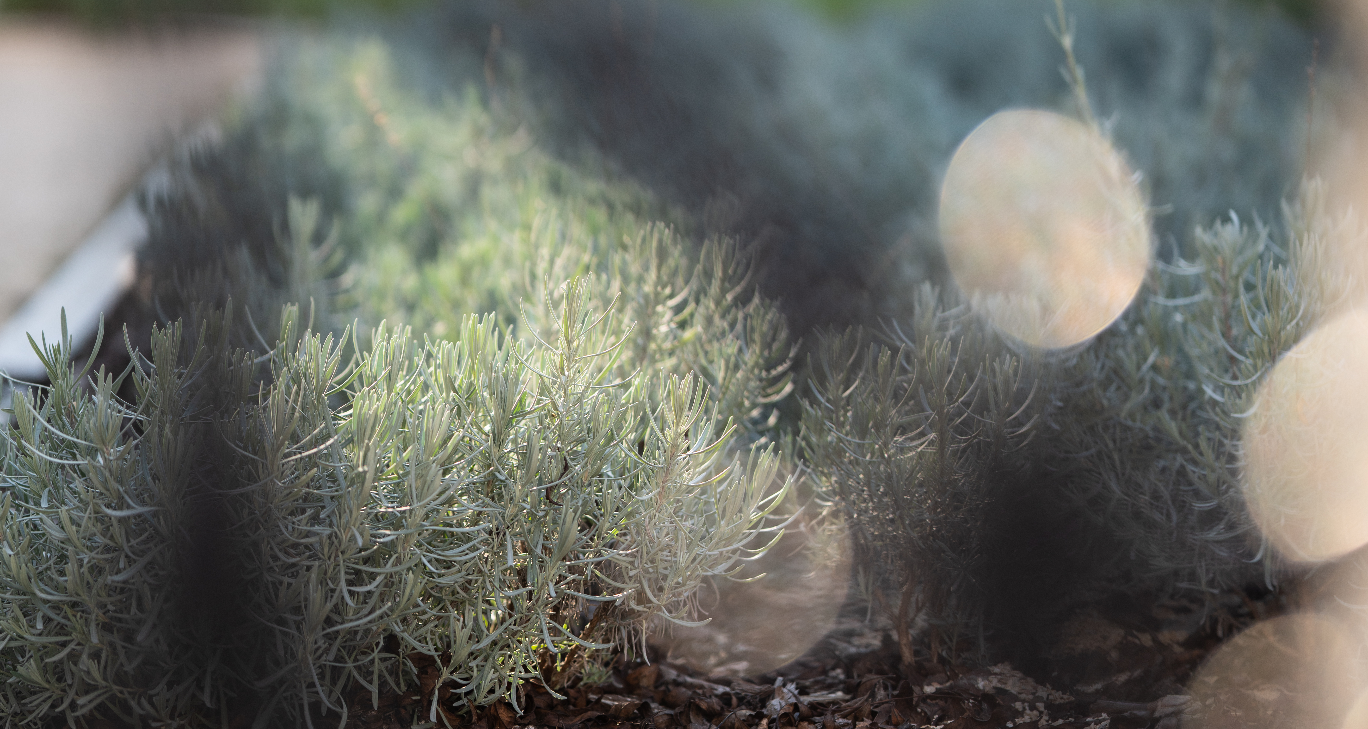 Kamalduli Remeteség, Majk_13